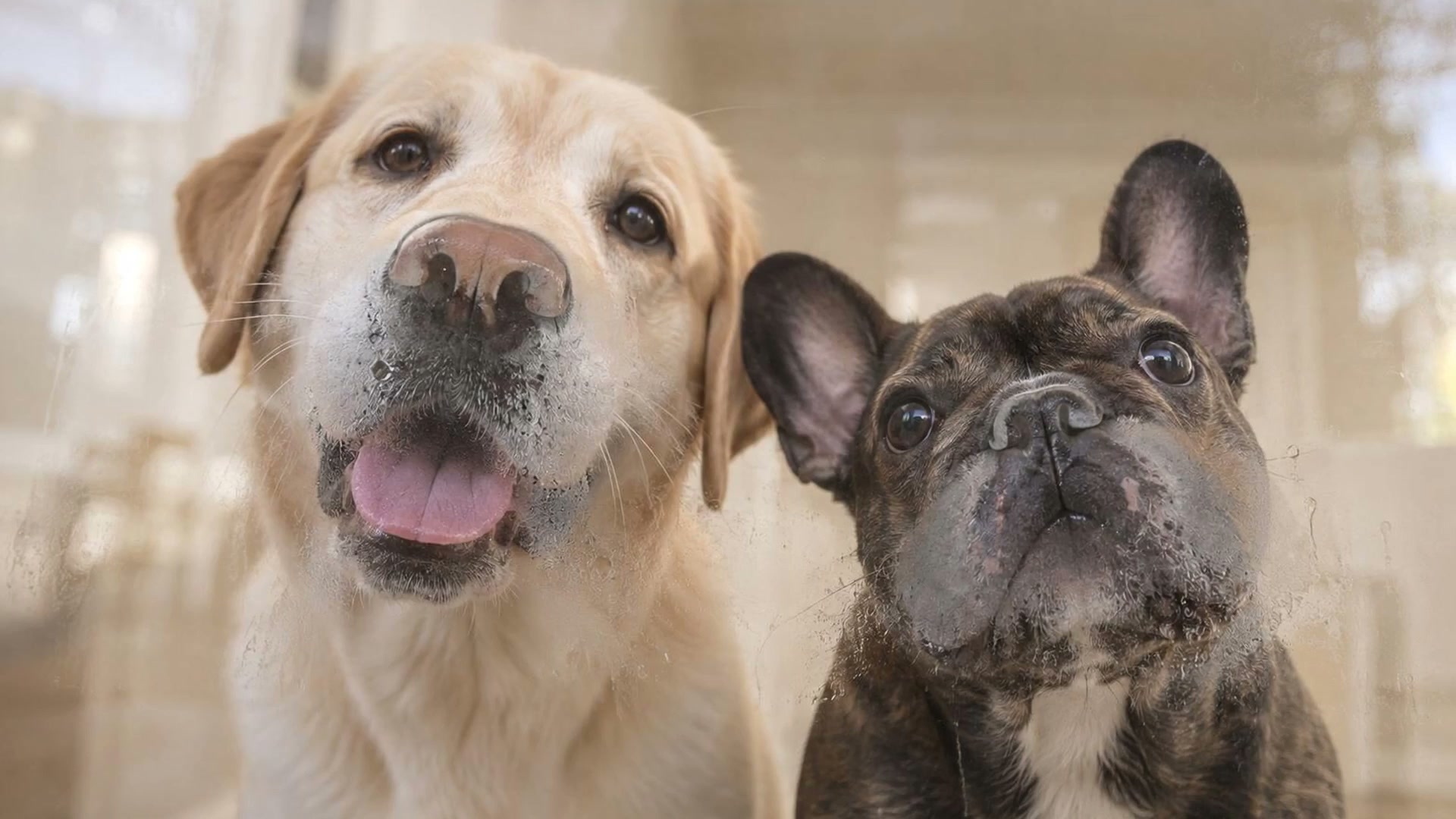 A Labrador and a brindle French Bulldog looking through the glass